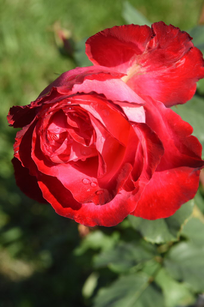111416_Rose Garden_05web.jpg